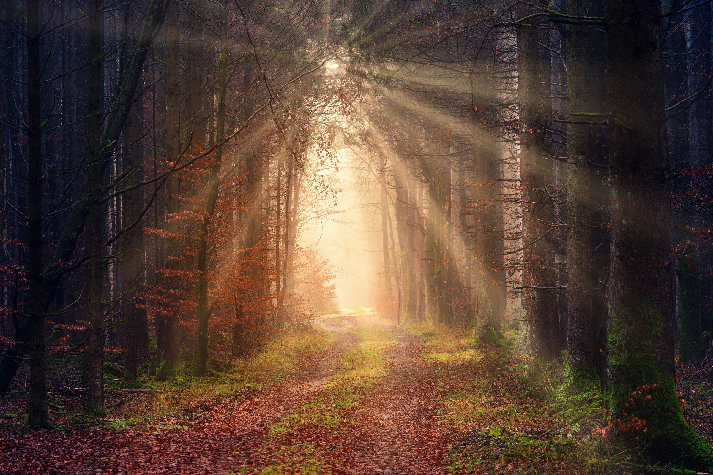 Bright sunbeams illuminating forest path at dawn